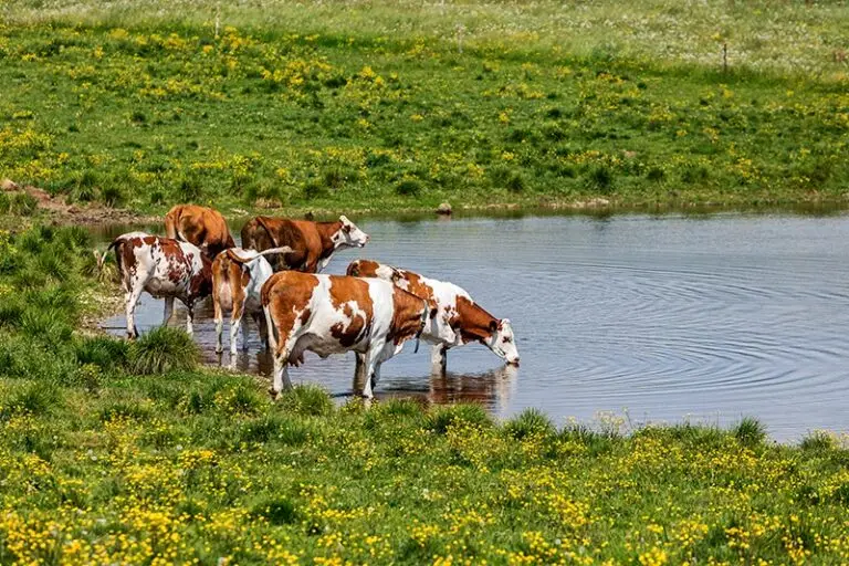 Una partnership pubblico-privata per tutelare la biodiversità, promuovere i prodotti agroalimentari e sostenere la redditività agricola della Lessinia
